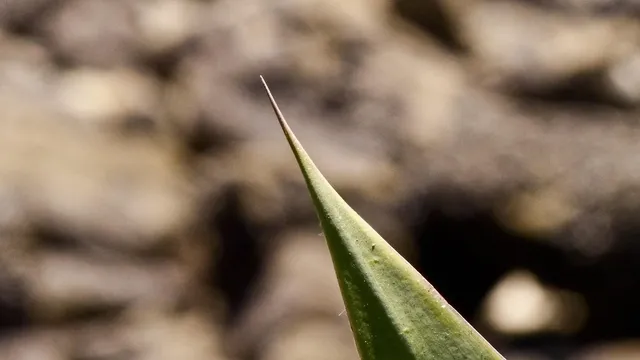 DSC02493